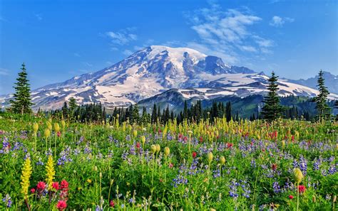  Height of Flower Fields 