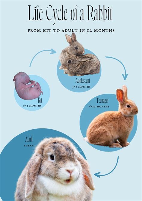 Age: A Snapshot of Bunnie's Lifespan