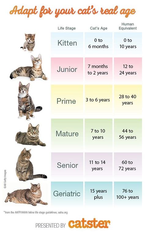 Age and Height: The Cat's Facts