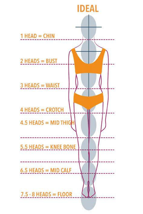 Body measurements and proportions