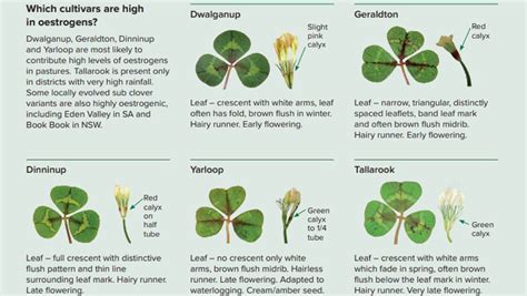 Decoding the Height, Appearance, and Style of the Enigmatic Clover