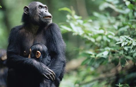 Discovering the Chimpanzees of Gombe Stream National Park