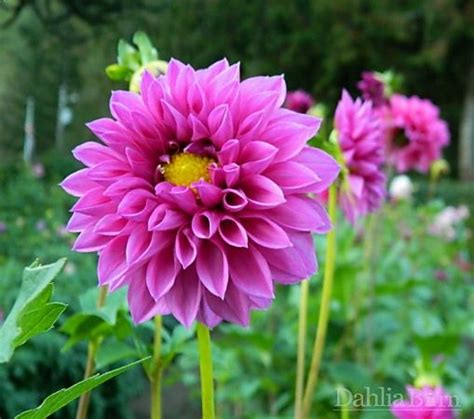 Diving into the Height of the Mysterious Dahlia
