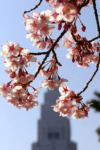 Exploring the Height and Majesty of Sakura Trees