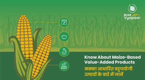 Exploring the Valuation of Lily Maize