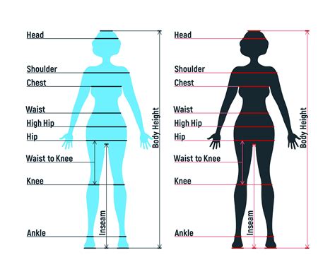 Figure: A Closer Look at the Body Metrics of Mayu Hirose