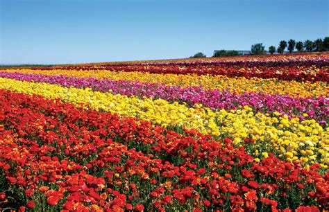 Flower Fields' Age: A Journey through Time