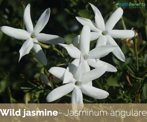 Get to Know Jasmine Wilde: Fascinating Facts and Insights