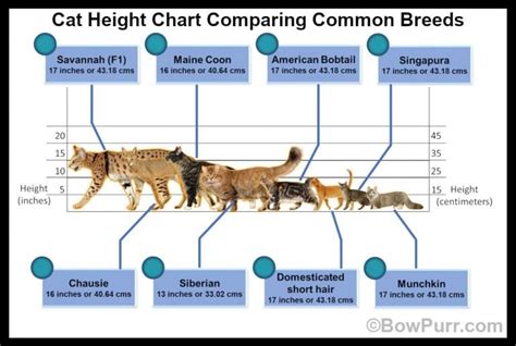 Height: How Tall is Pd Cat?