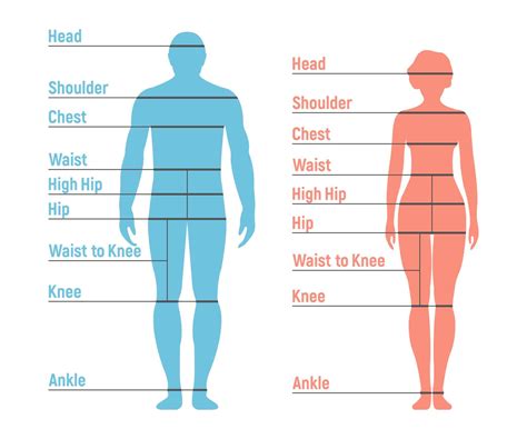 Height and Body Measurements
