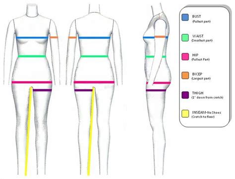 Height and Figure: The Ideal Measurements for Modeling
