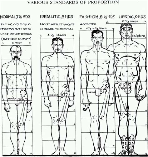 Height and Proportions: What Sets Morniel Apart