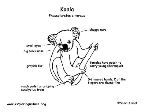 Insight into Koala Puffs' Body Shape