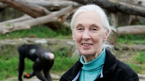 Jane Goodall's Remarkable Journey: Tracing the Extraordinary Path of a Visionary Conservationist