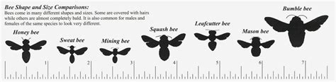 Moon Bee's Height in Comparison to Peers