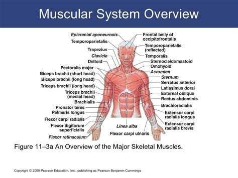 Overview of the Figure