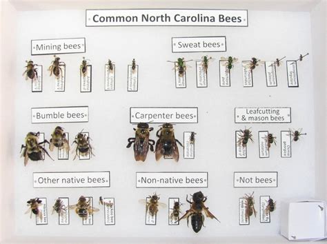 The Wealth of Carolina Bee: Achievements in Modeling and Beyond