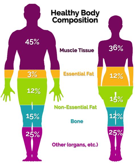 Understanding Amelia Nightmare's Body Composition