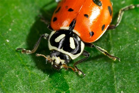 Unveiling Lady Bug's Physique and Body Shape